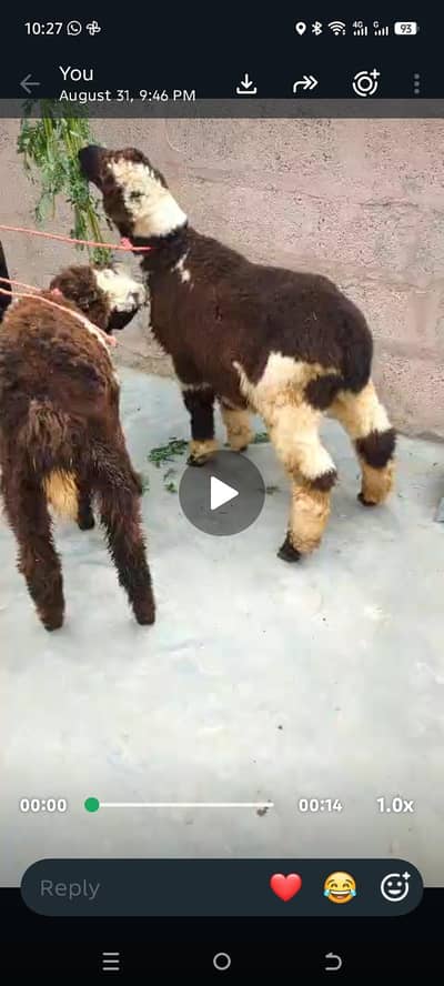 Sheep
