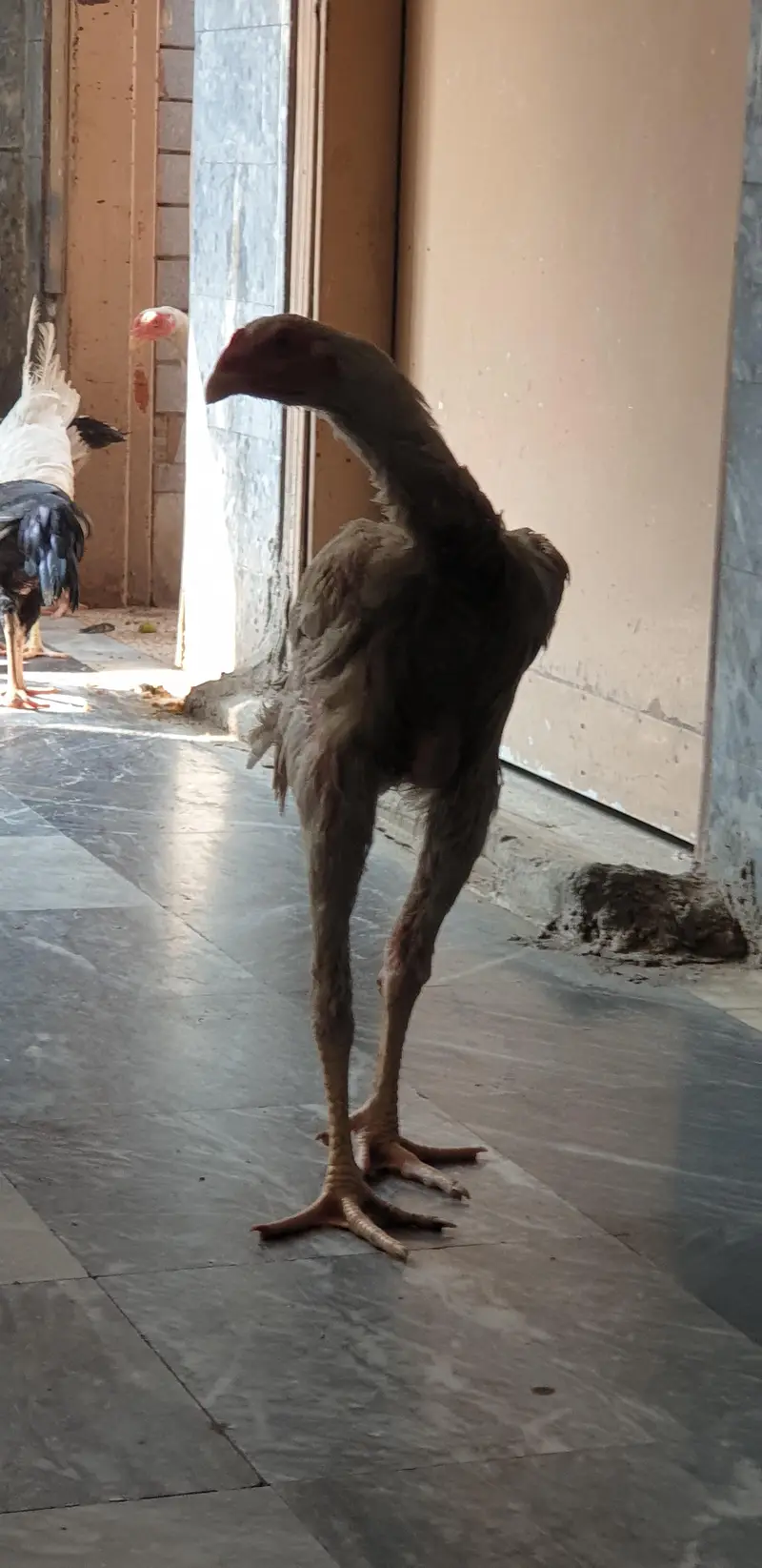 GERMON O SHAMO FOR SELL — photo 2