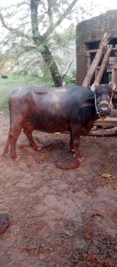 buffalo