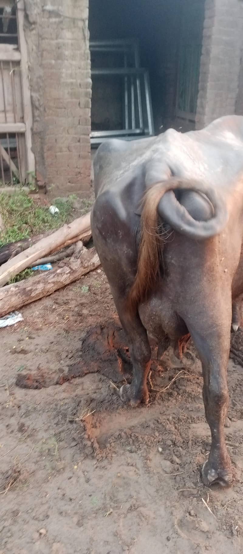buffalo 1