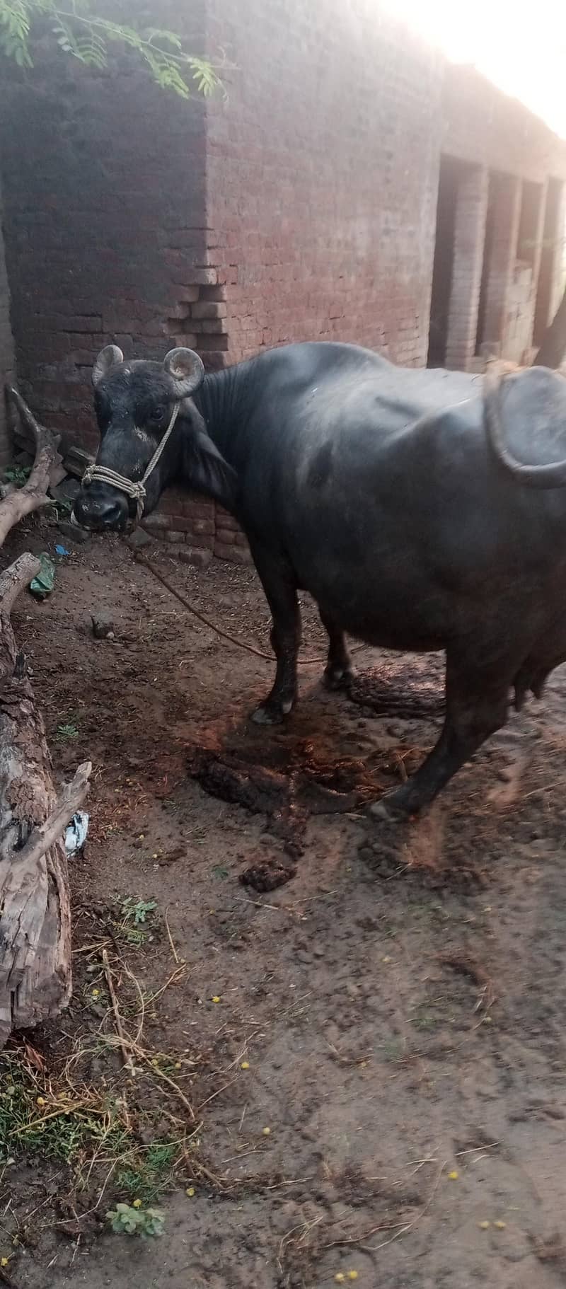 buffalo 3