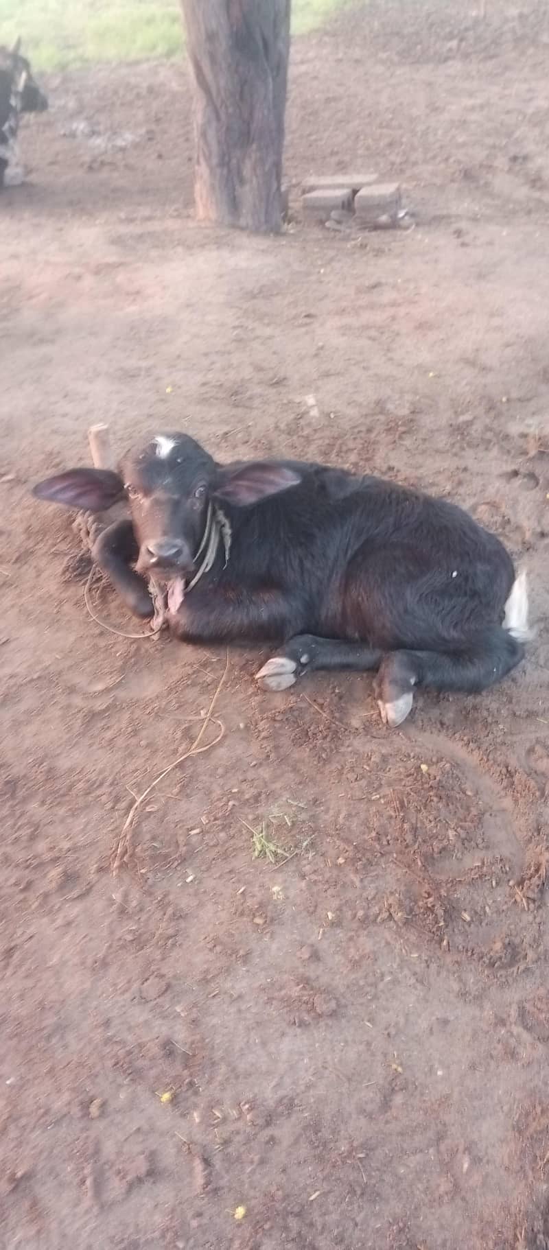 buffalo 4