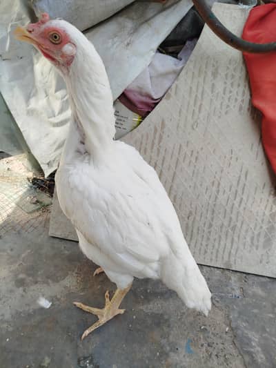 Heera Aseel Hen