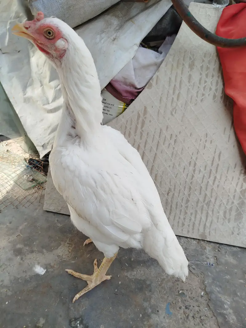 Heera Aseel Hen