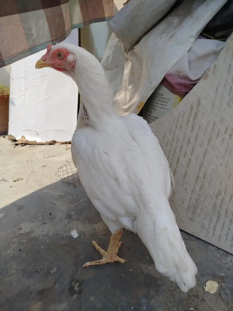 Heera Aseel Hen — photo 2