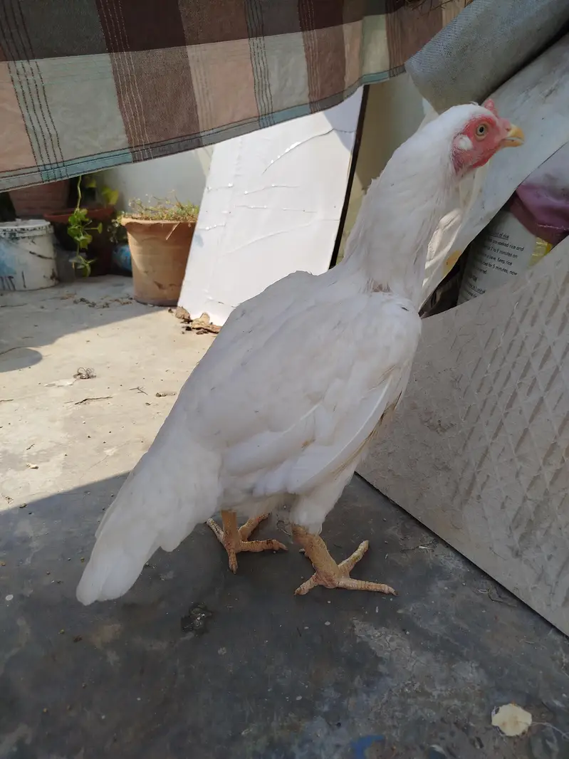Heera Aseel Hen — photo 4