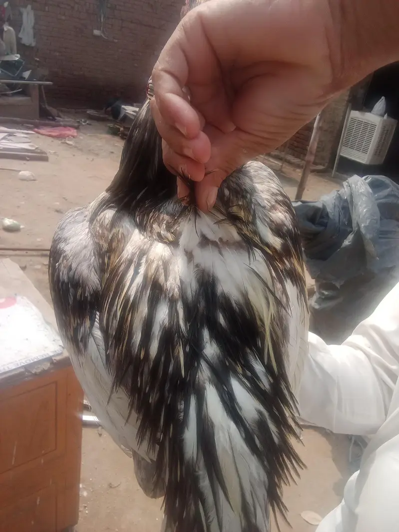 سلیٹا لسانی بریڈر — photo 3