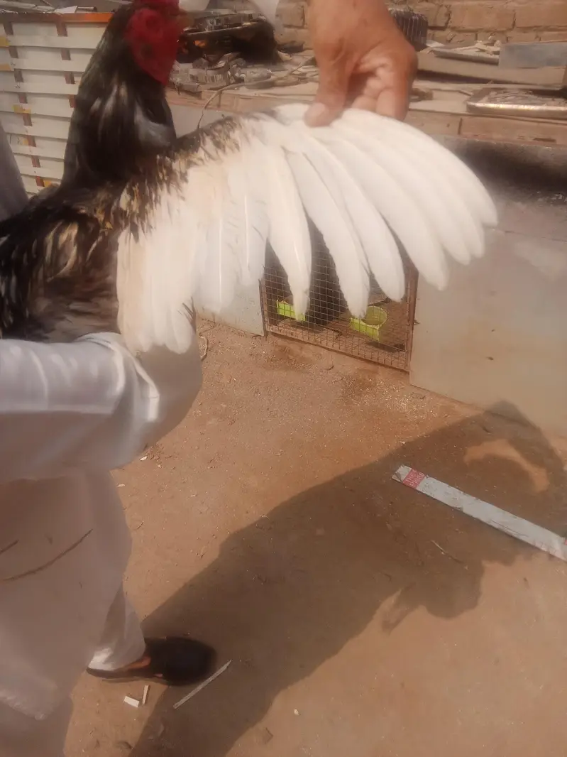 سلیٹا لسانی بریڈر — photo 5