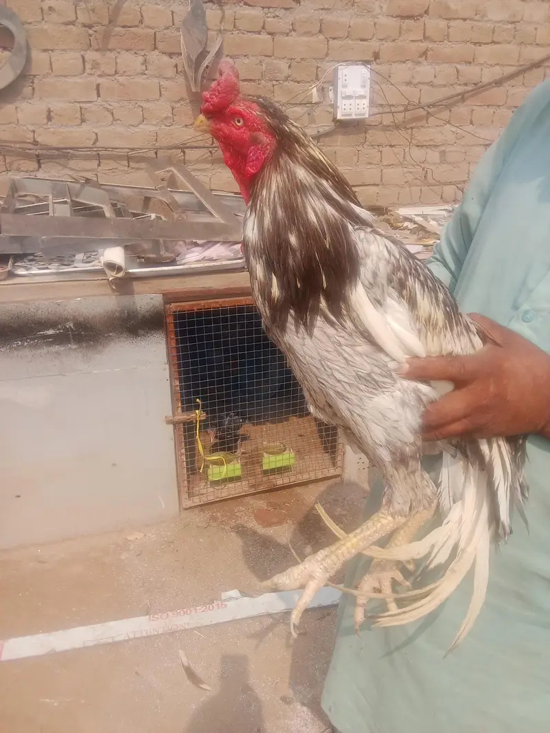 سلیٹا لسانی بریڈر — photo 8