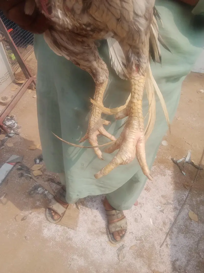 سلیٹا لسانی بریڈر — photo 9