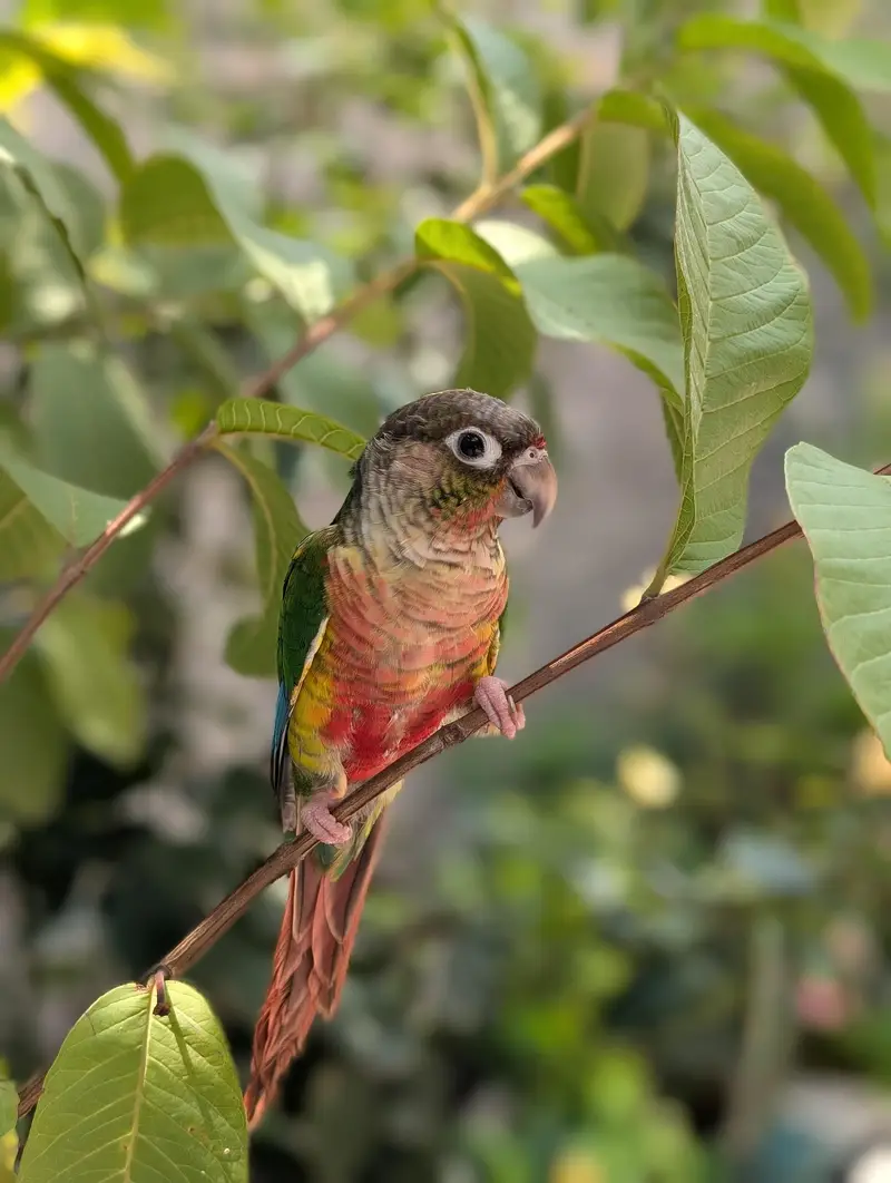 yellow sided green cheek conure