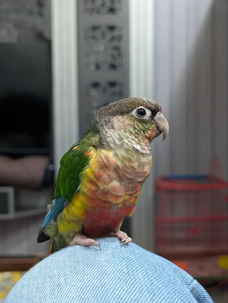 yellow sided green cheek conure — photo 2