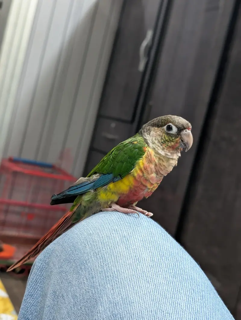yellow sided green cheek conure — photo 3