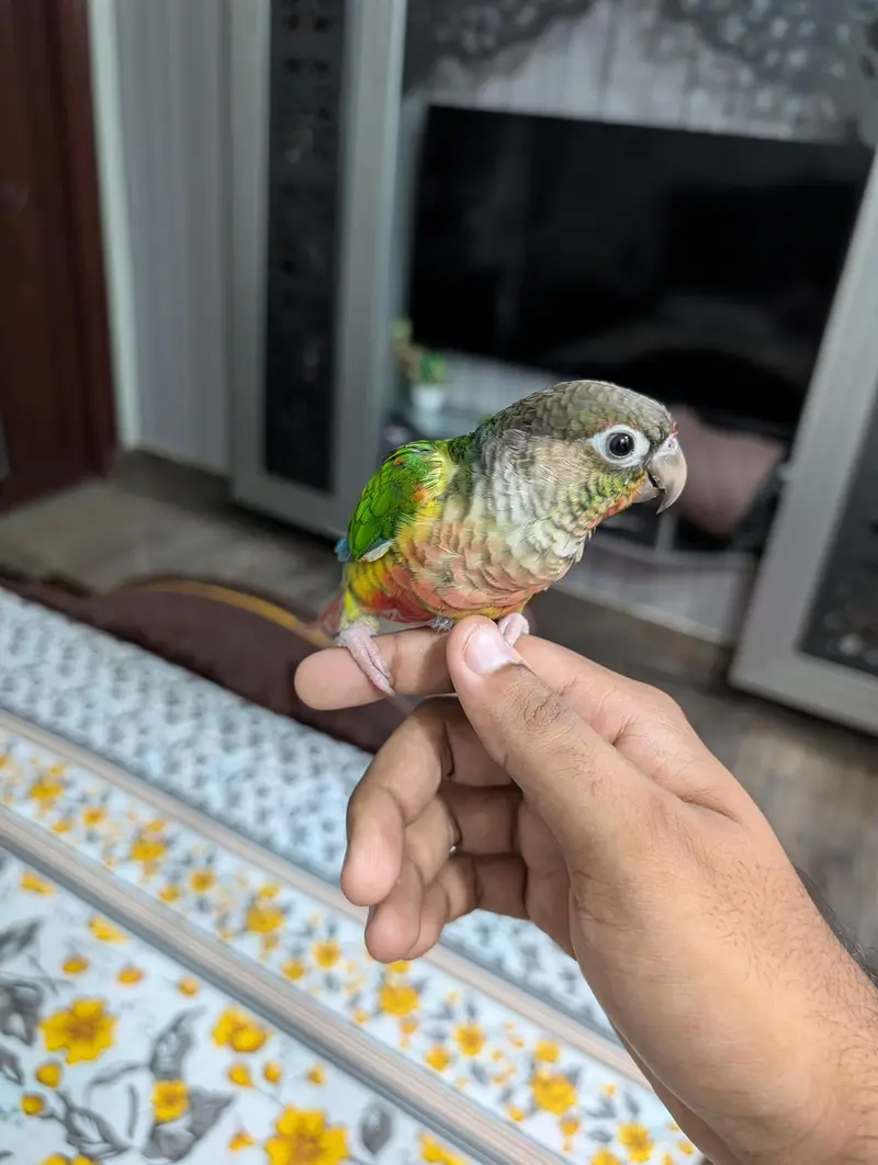 yellow sided green cheek conure — photo 4