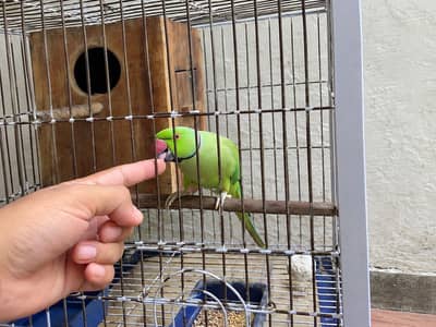 Ring nick ,large cage and large box