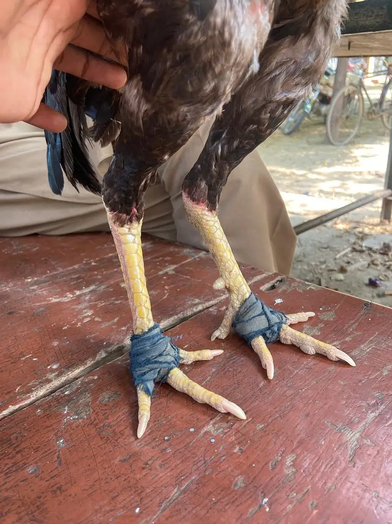 aseel murga — photo 3