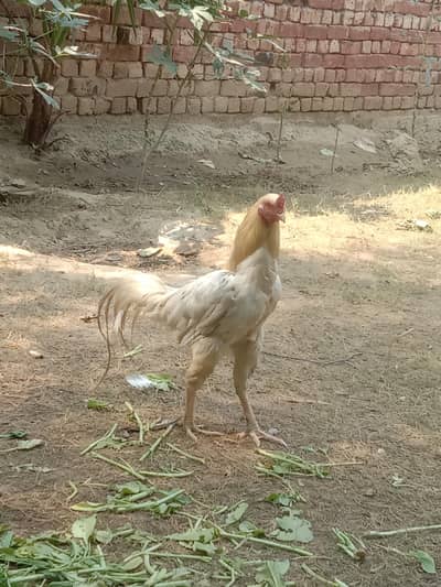 pure aseel murga and murgi