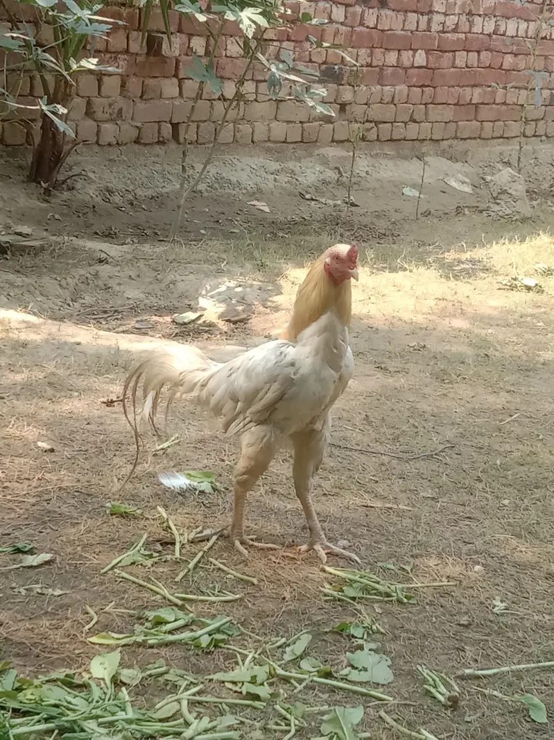 pure aseel murga and murgi