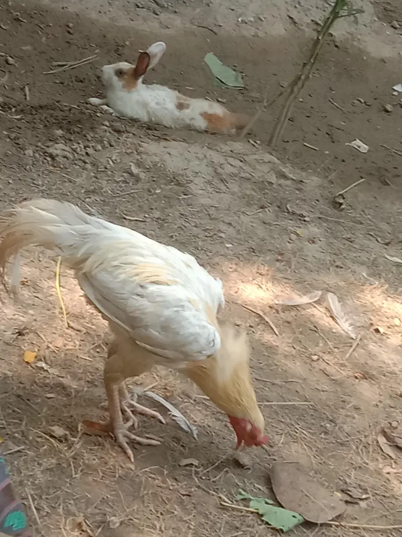 pure aseel murga and murgi — photo 2