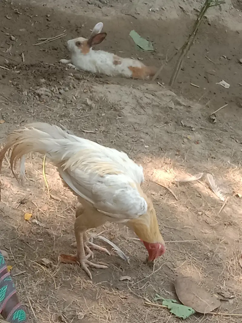 pure aseel murga and murgi — photo 3