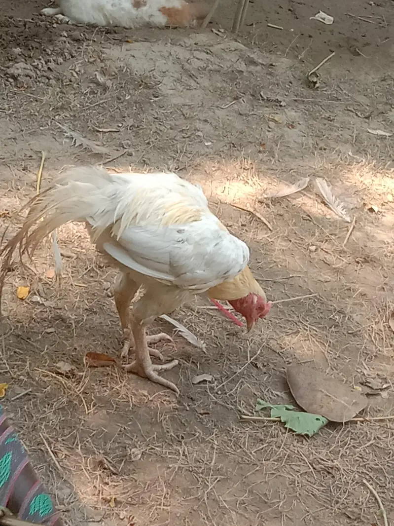 pure aseel murga and murgi — photo 4
