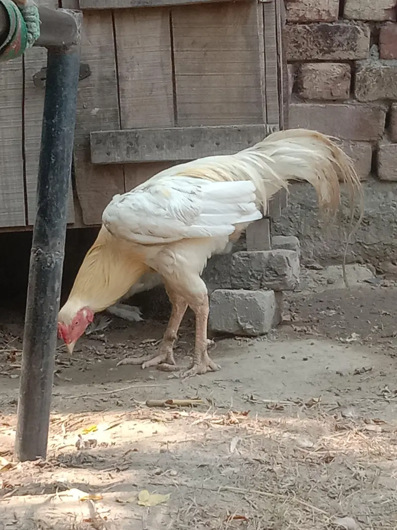 pure aseel murga and murgi — photo 5