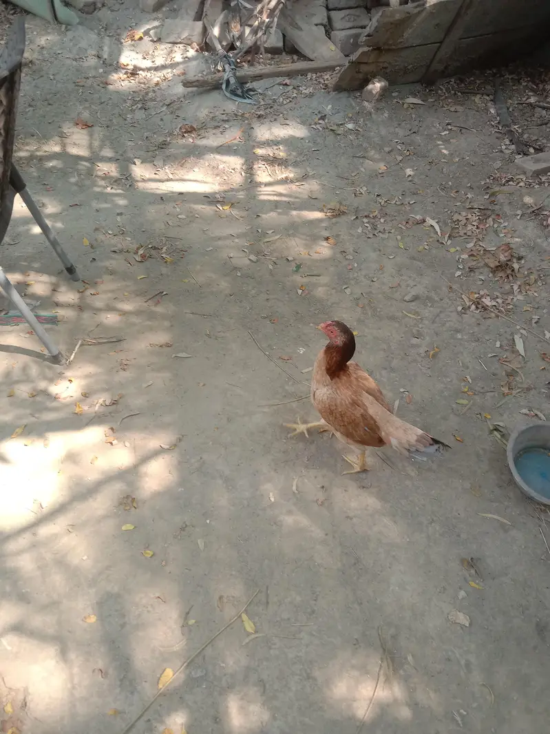 pure aseel murga and murgi — photo 6