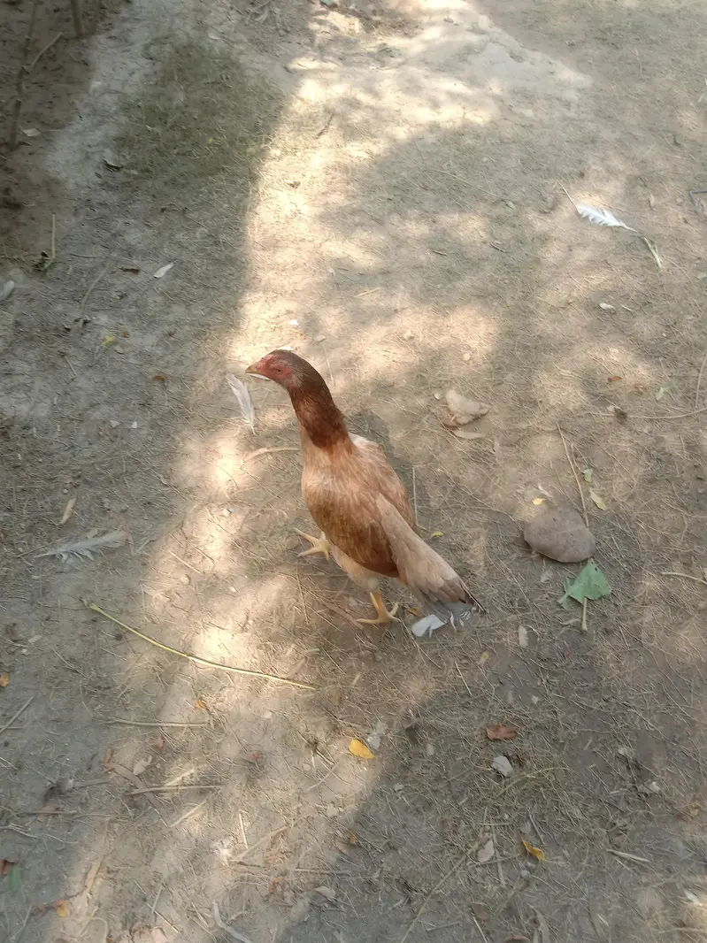 pure aseel murga and murgi — photo 8