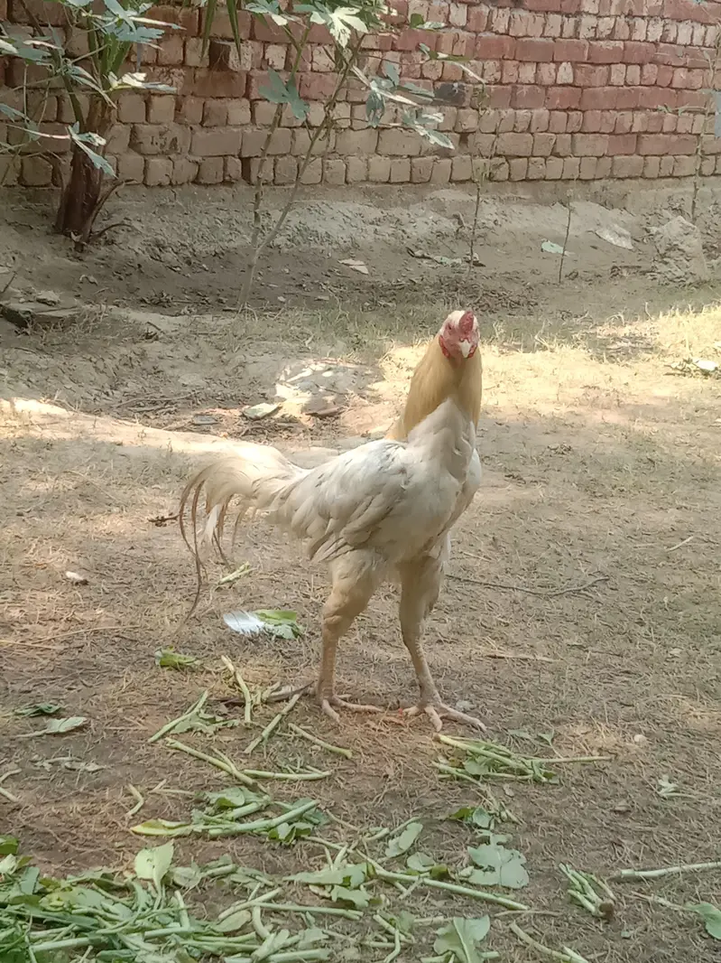 pure aseel murga and murgi — photo 9