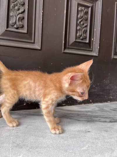 2 Cute Kittens for Adoption – Male & Female