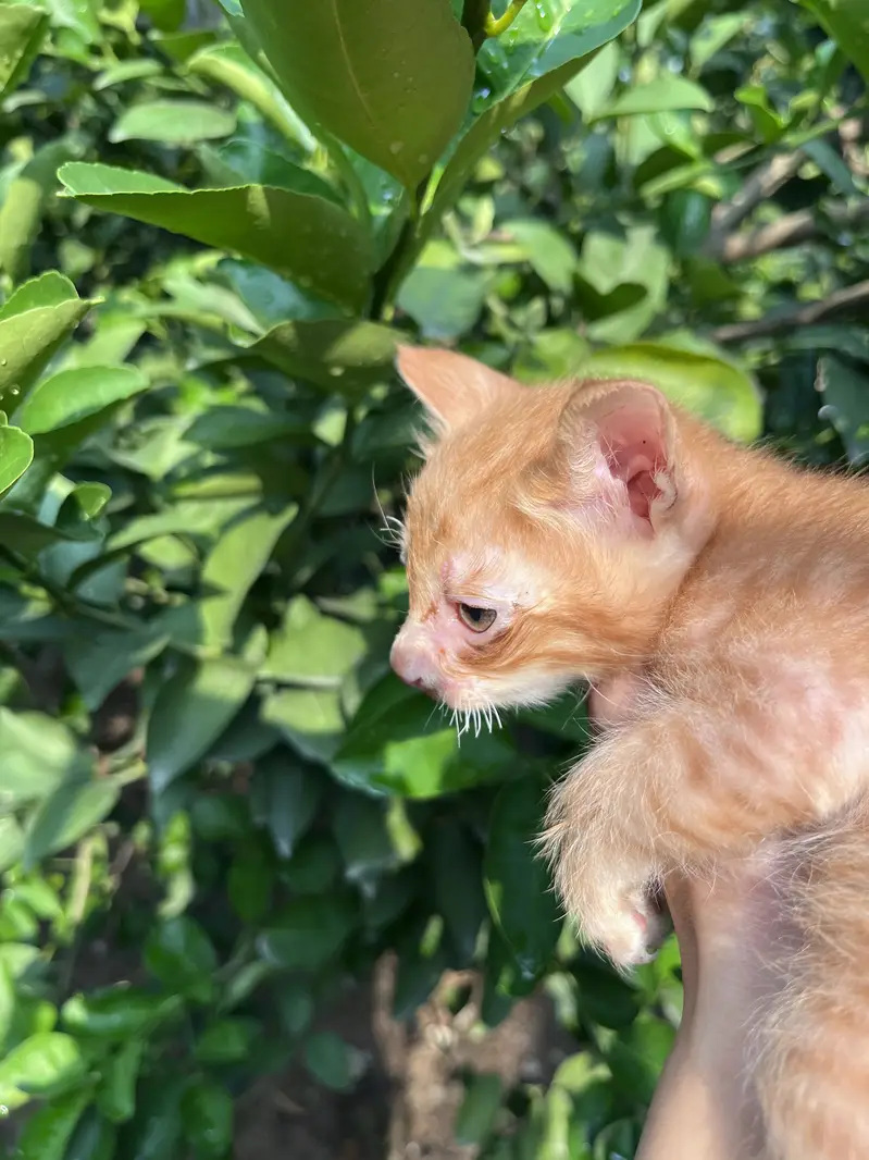 2 Cute Kittens for Adoption – Male & Female — photo 2
