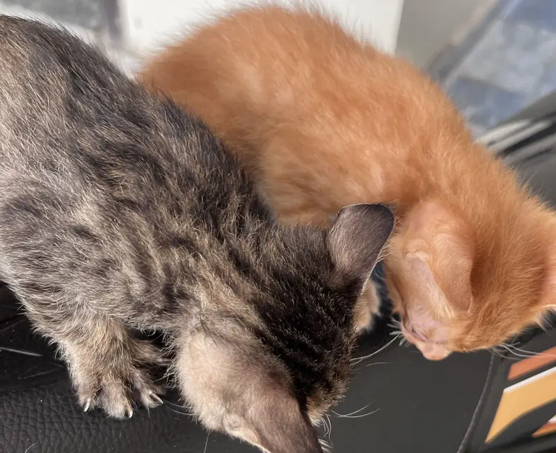 2 Cute Kittens for Adoption – Male & Female — photo 3