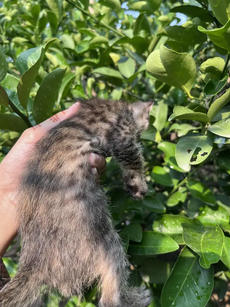 2 Cute Kittens for Adoption – Male & Female — photo 4
