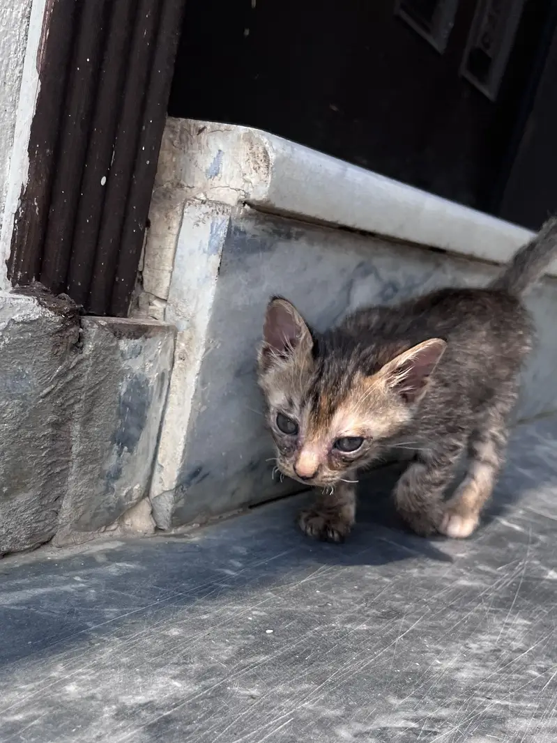 2 Cute Kittens for Adoption – Male & Female — photo 5