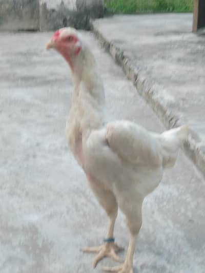 Shamo white female