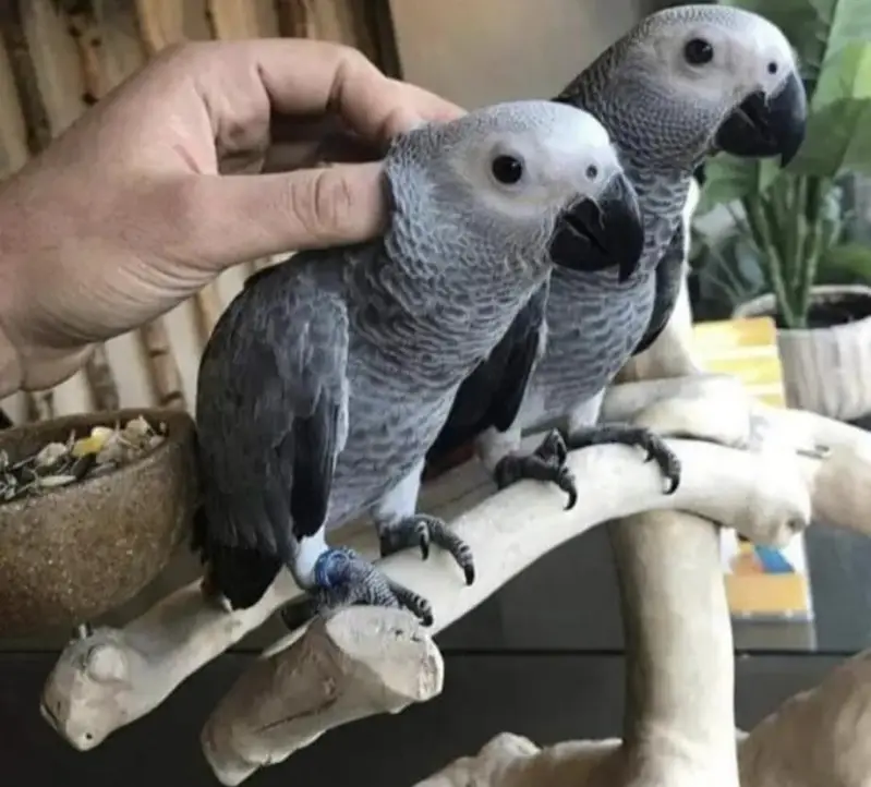 African Grey parrot for sale 03093105602 my WhatsApp number