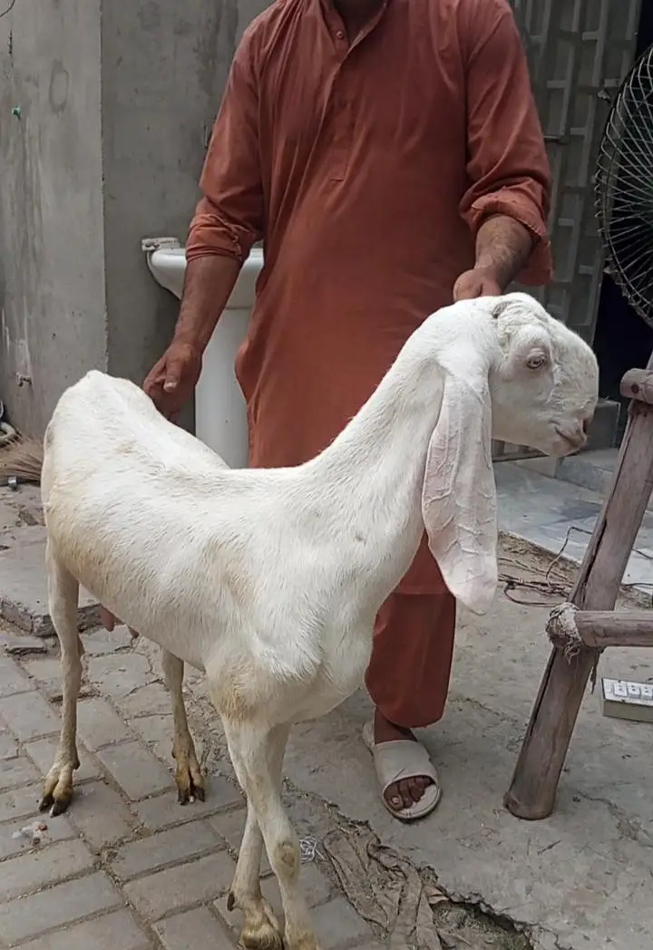 bakri | beetal | nagra | gaban bakri | Goat for sale | 2 goats