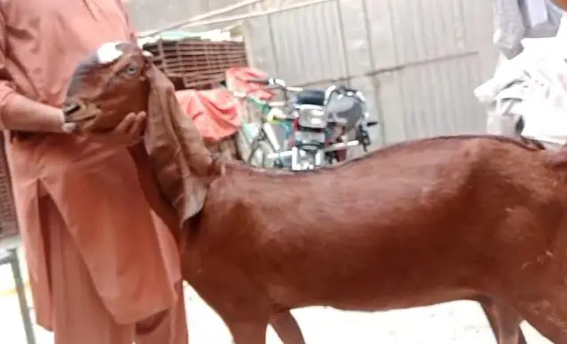 bakri | beetal | nagra | gaban bakri | Goat for sale | 2 goats — photo 2