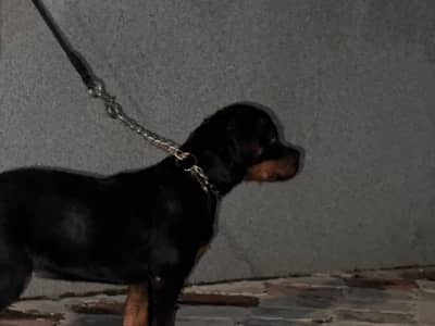 Good Quality rottweiler for sale