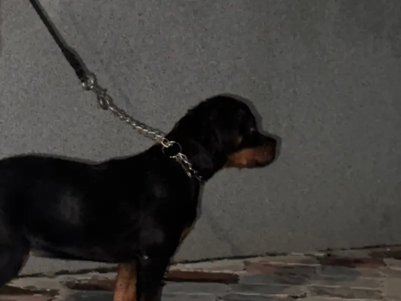 Good Quality rottweiler for sale