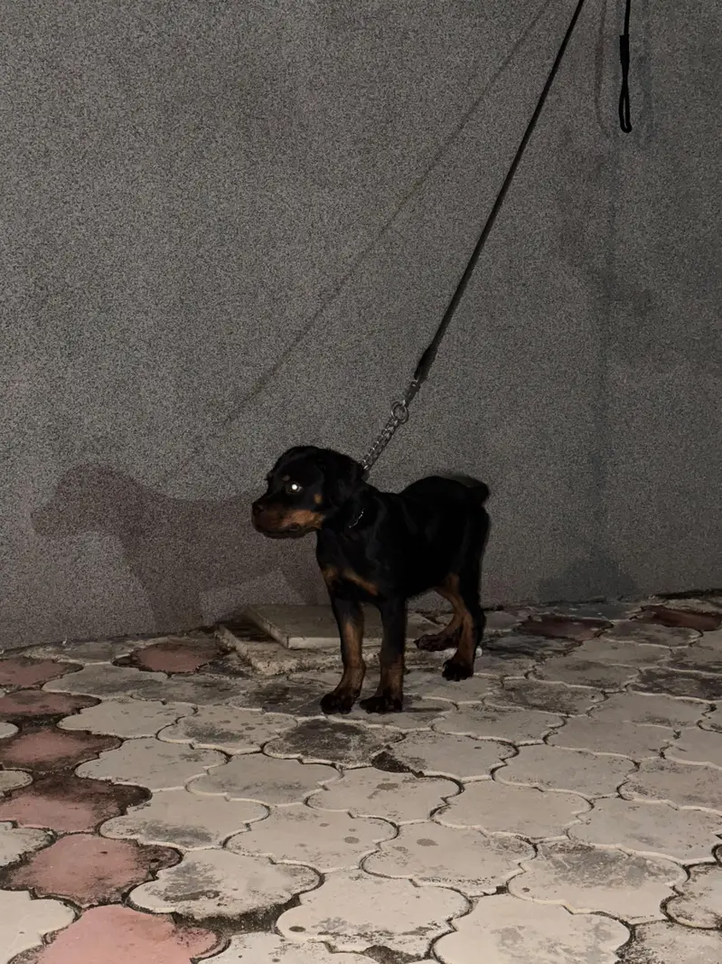 Good Quality rottweiler for sale — photo 2