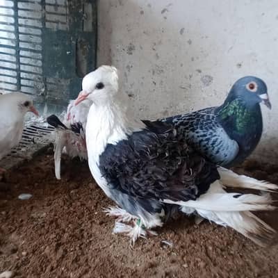 pigeons for sale