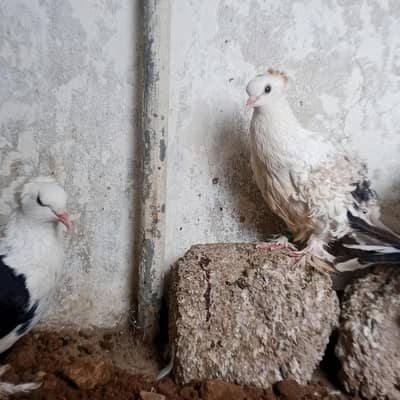 pigeons for sale