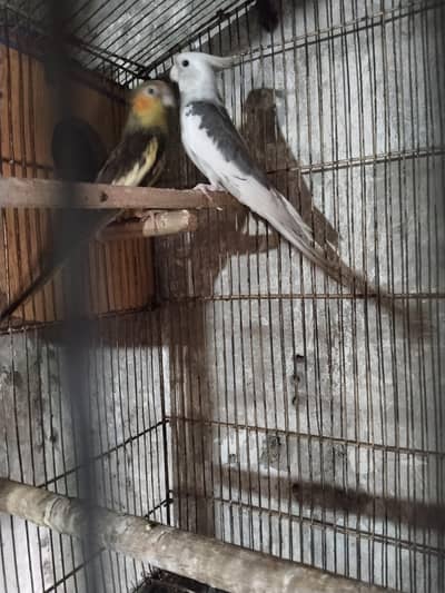 for sale