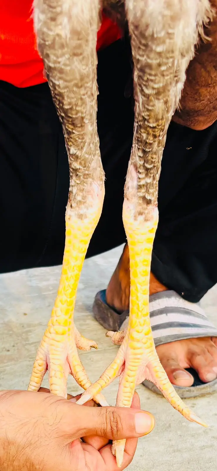 Buchiban Japanese shamo | pure aseel shamo pair _quality aseel — photo 4