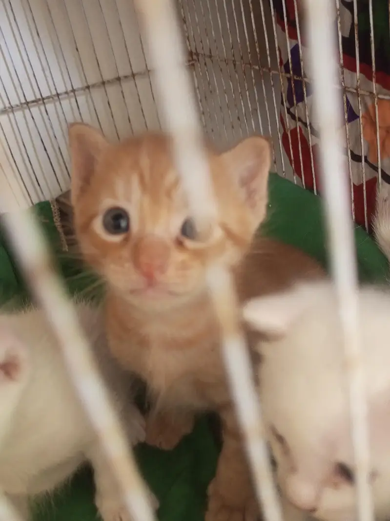 citton 1month old Mel and female heldi with and janjer