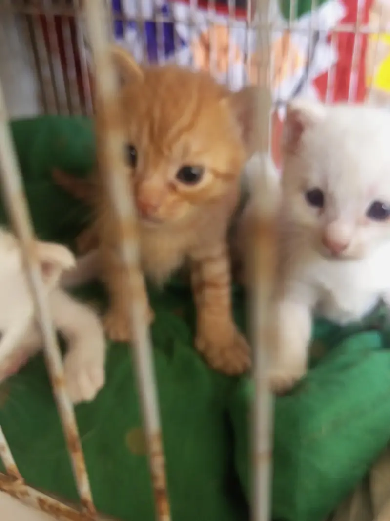 citton 1month old Mel and female heldi with and janjer — photo 2