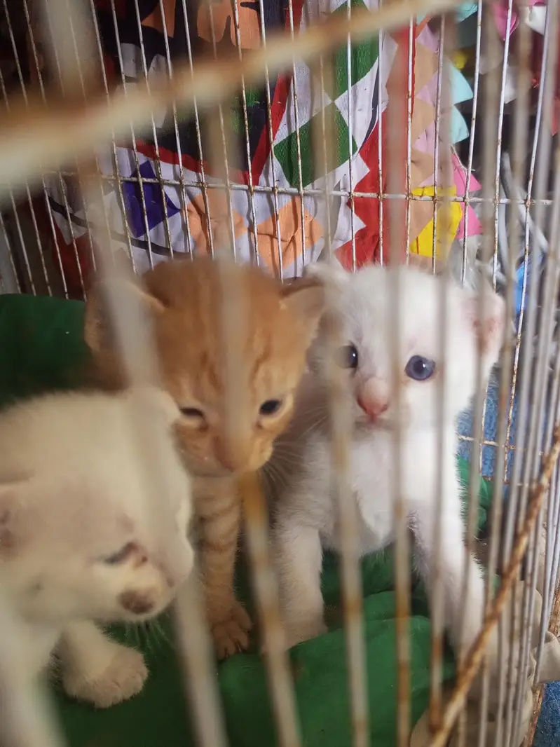 citton 1month old Mel and female heldi with and janjer — photo 3