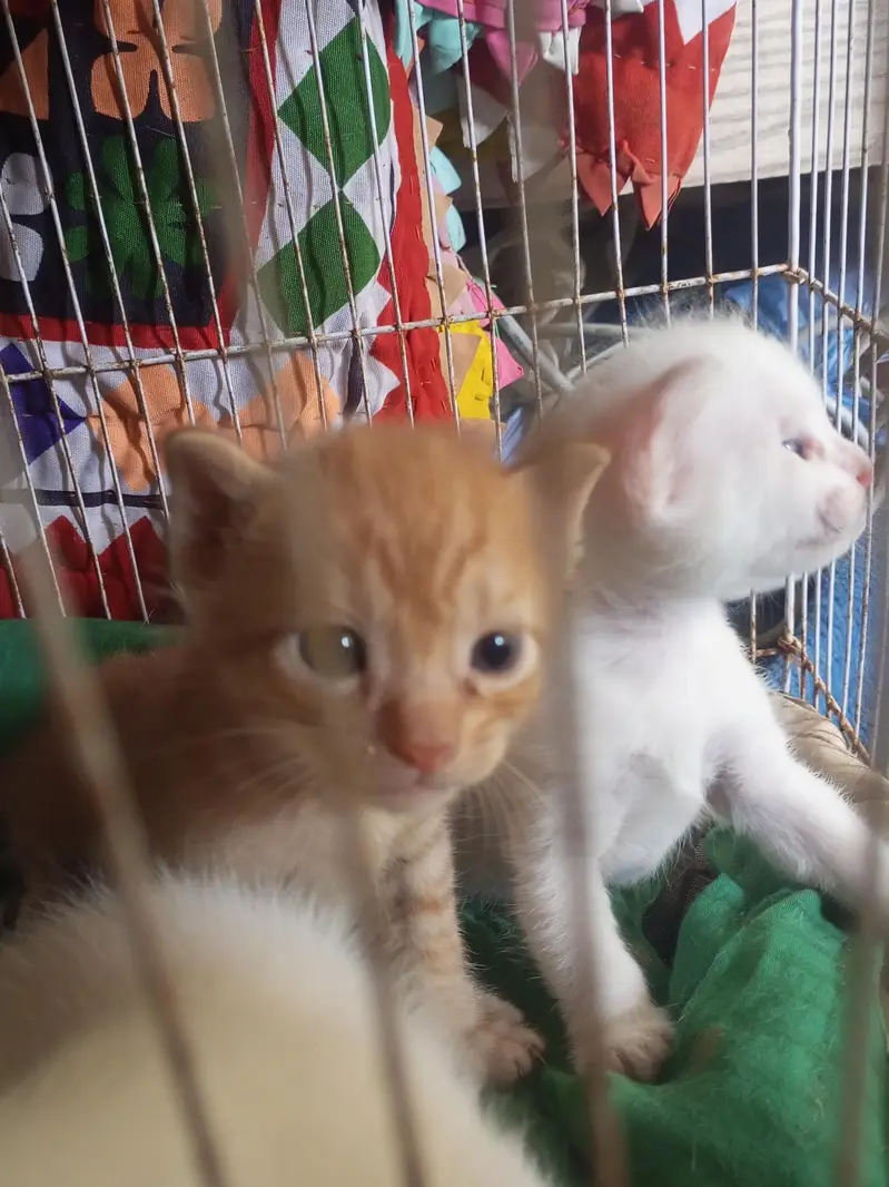 citton 1month old Mel and female heldi with and janjer — photo 4