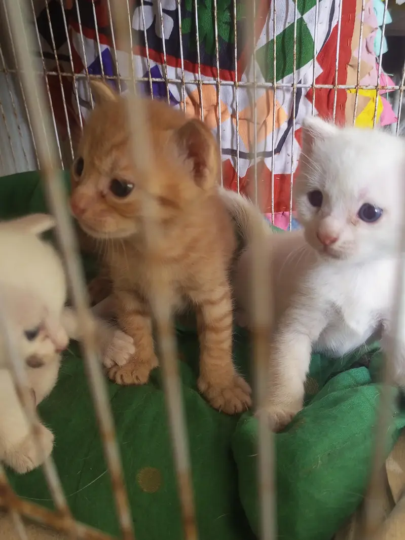 citton 1month old Mel and female heldi with and janjer — photo 5